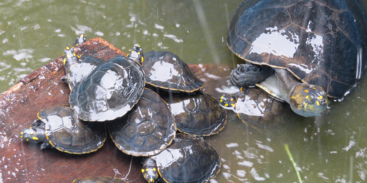 The yellow-spotted river turtle was the most consumed throughout the Brazilian regions surveyed by Princeton University researchers. (Photo credit: Thais Morcatty)