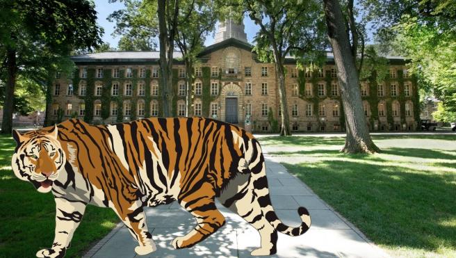 tiger & Nassau hall