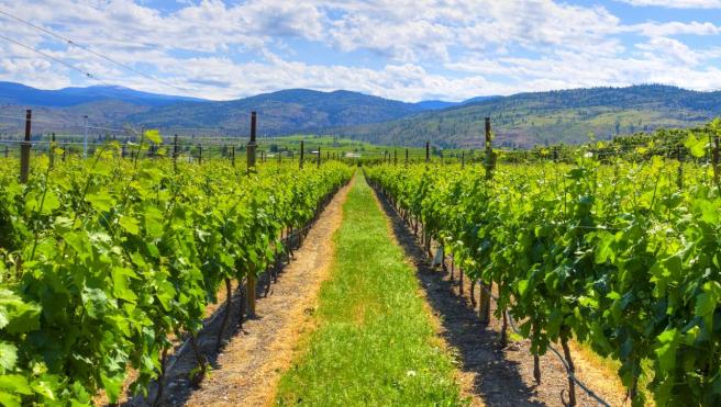 green row of grape leaves