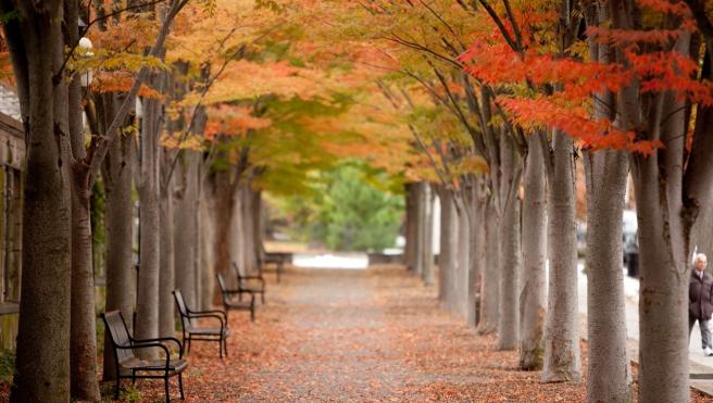 Princeton in the Fall, along Nassau