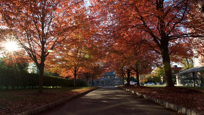 Fall trees with leaves of orange, red, and yellow line a pathway on the Princeton campus