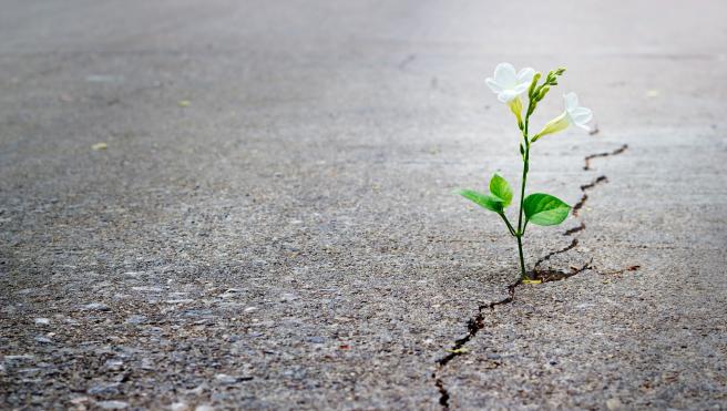 white flower coming out of sidewalk crack