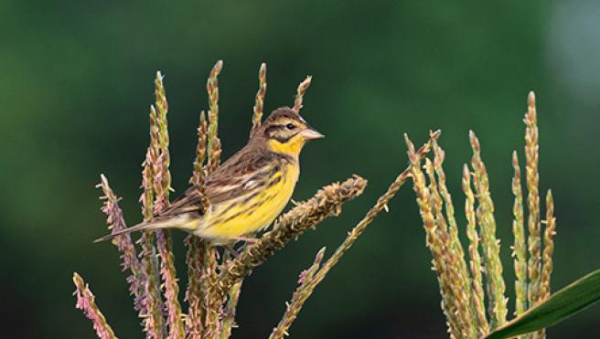 Yellow-breasted Bunting bird. Photo by Zhikai Liao.