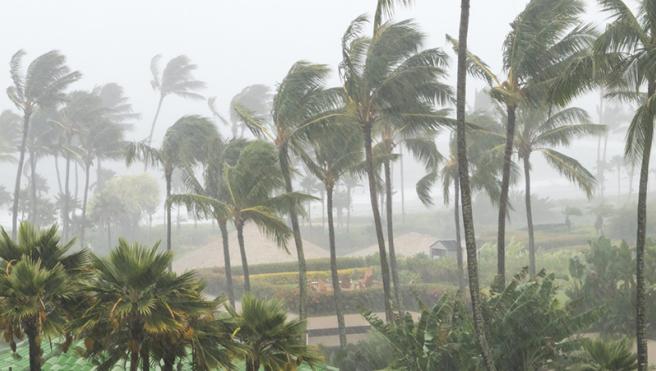 Palm trees in a storm. Photo Credit: Deberarr from Getty Images Pro