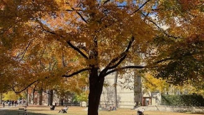 Large tree in autumn with leaves in color on ground too