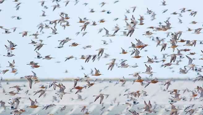 a flock of shorebirds with a recently built seawall in the background Tong Mu