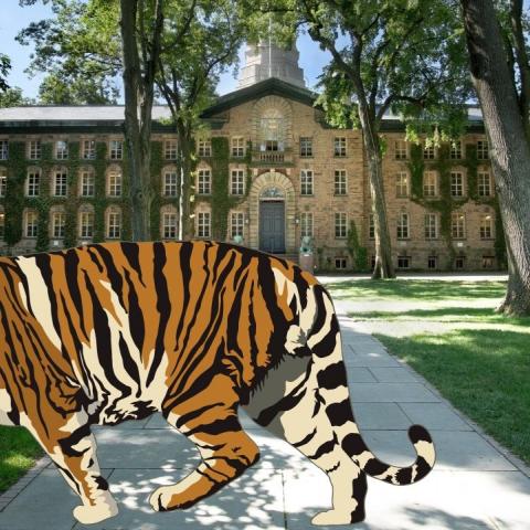tiger & Nassau hall