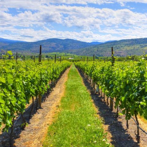 green row of grape leaves