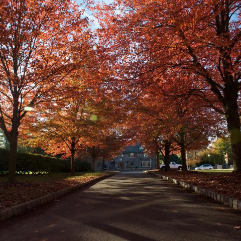 Fall trees with leaves of orange, red, and yellow line a pathway on the Princeton campus