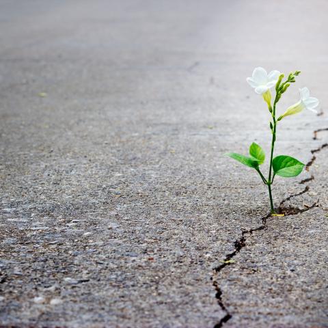 white flower coming out of sidewalk crack