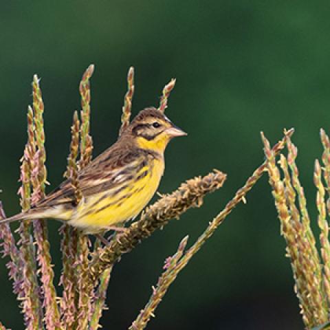 Yellow-breasted Bunting bird. Photo by Zhikai Liao.