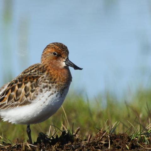 Spoon-billed sandpiper. Source: Tong Mu