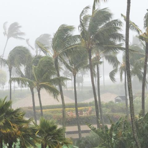 Palm trees in a storm. Photo Credit: Deberarr from Getty Images Pro