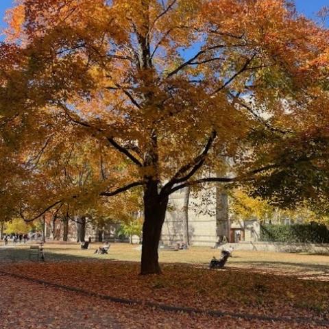 Large tree in autumn with leaves in color on ground too