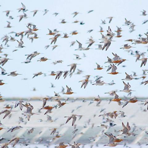a flock of shorebirds with a recently built seawall in the background Tong Mu