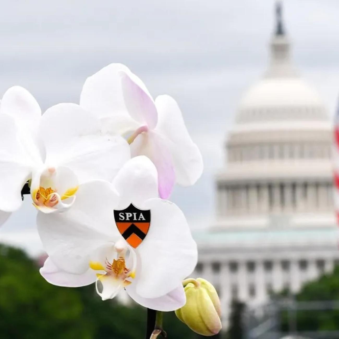 SPIA pin and flowers with Capitol building in background