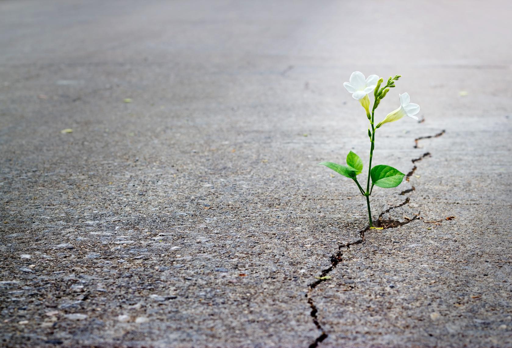 white flower coming out of sidewalk crack