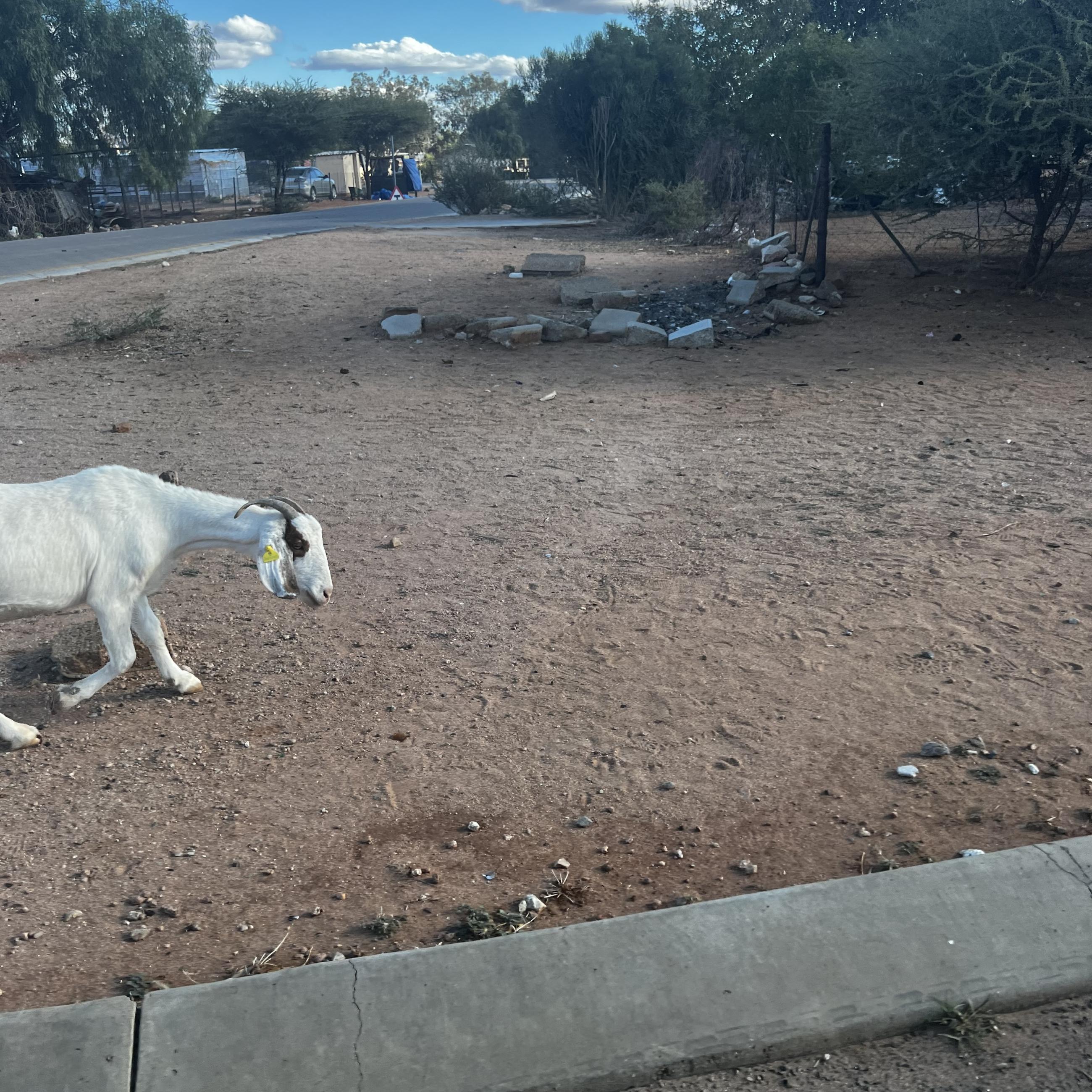 Goat, Botswana