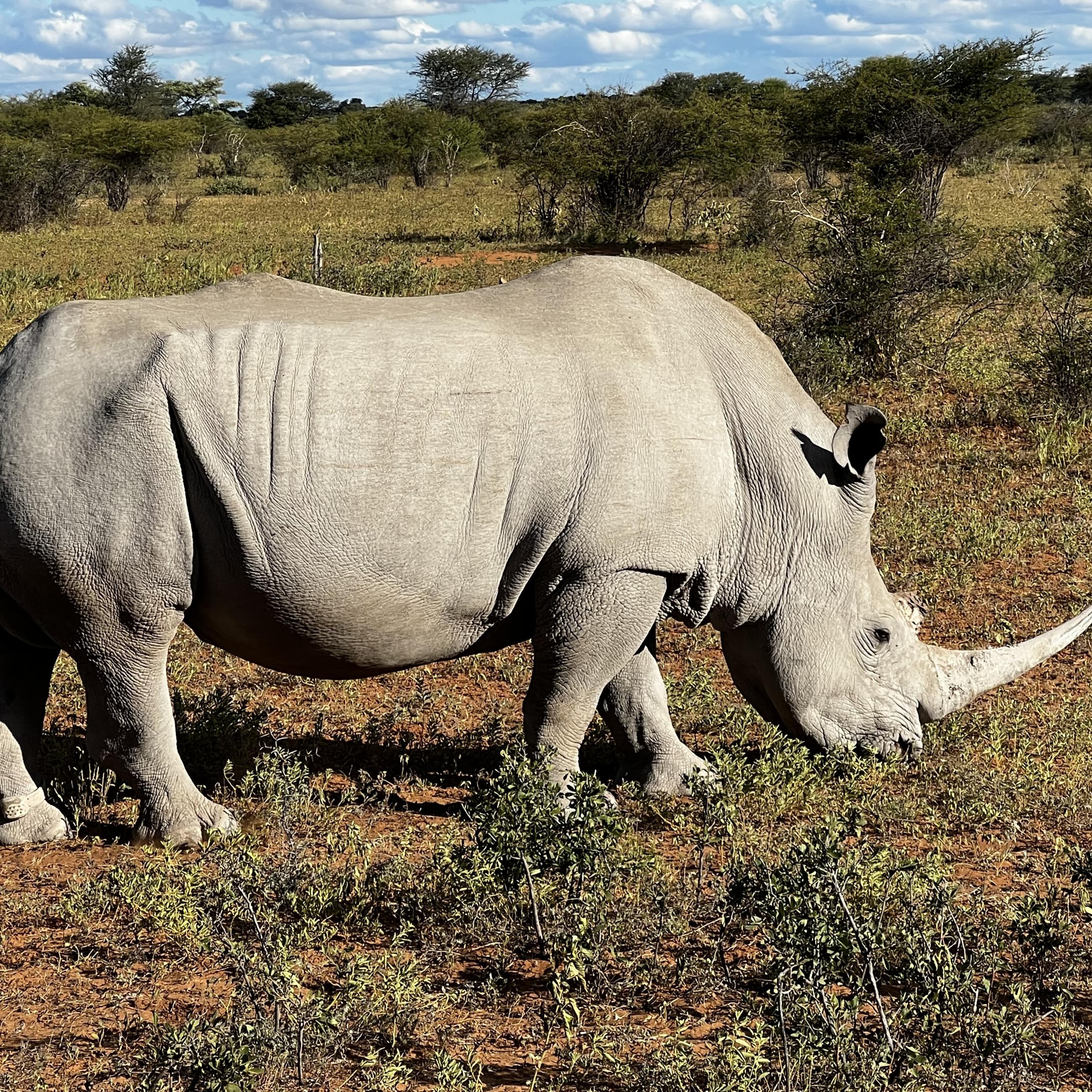 Rhino, Botswana