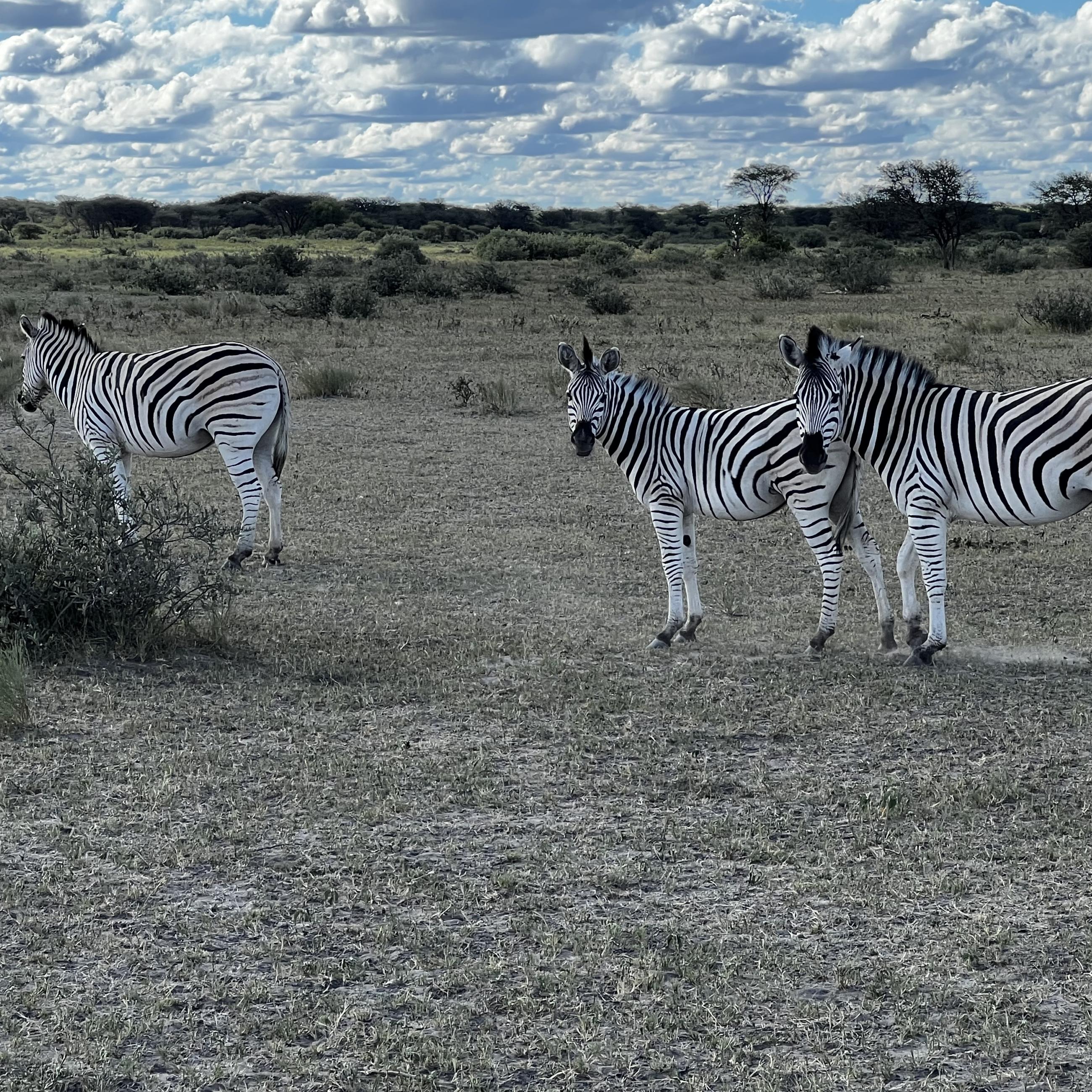 Zebras, Botswana