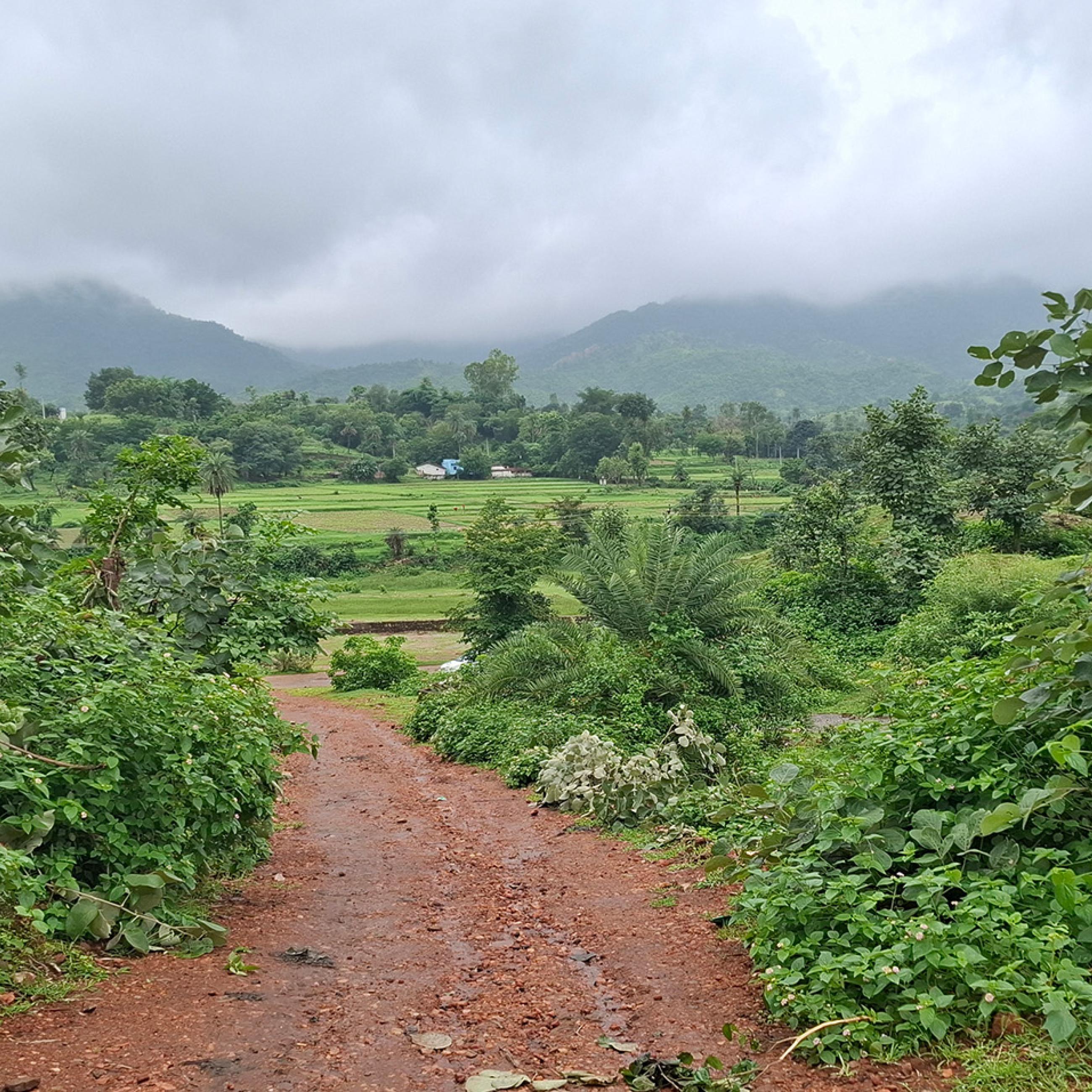rural landscape, India