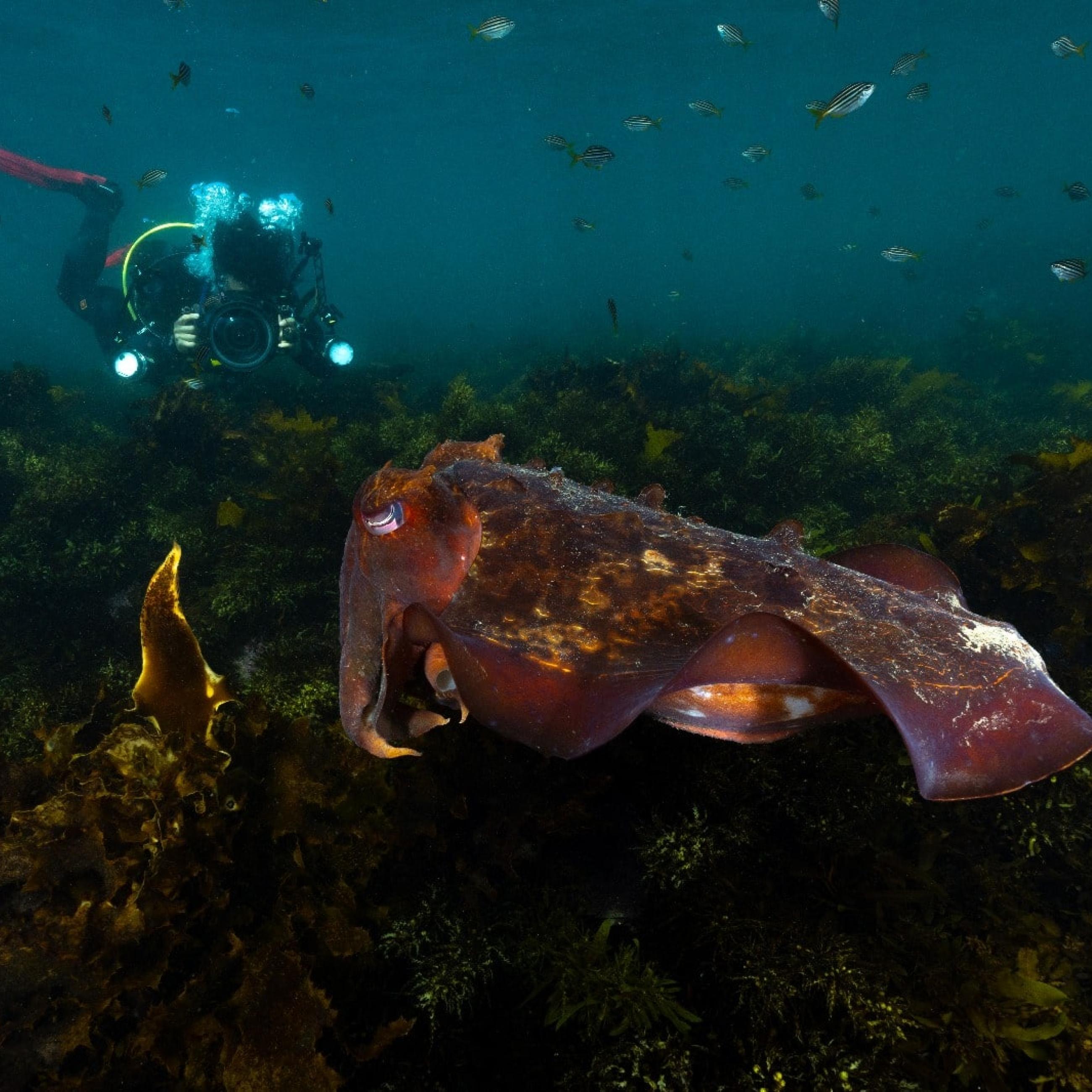 Bing Lin scuba diving