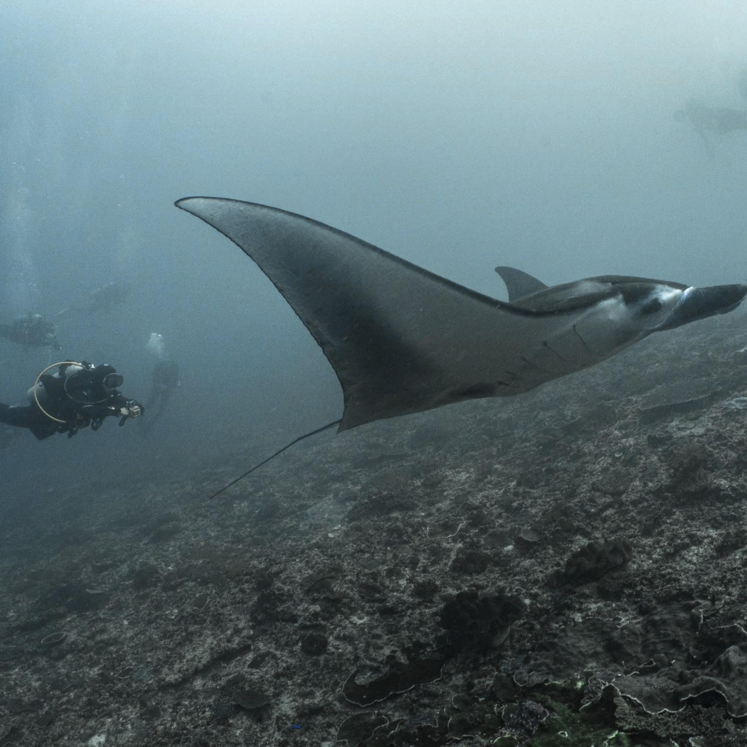 Bing Lin scuba diving with marine life