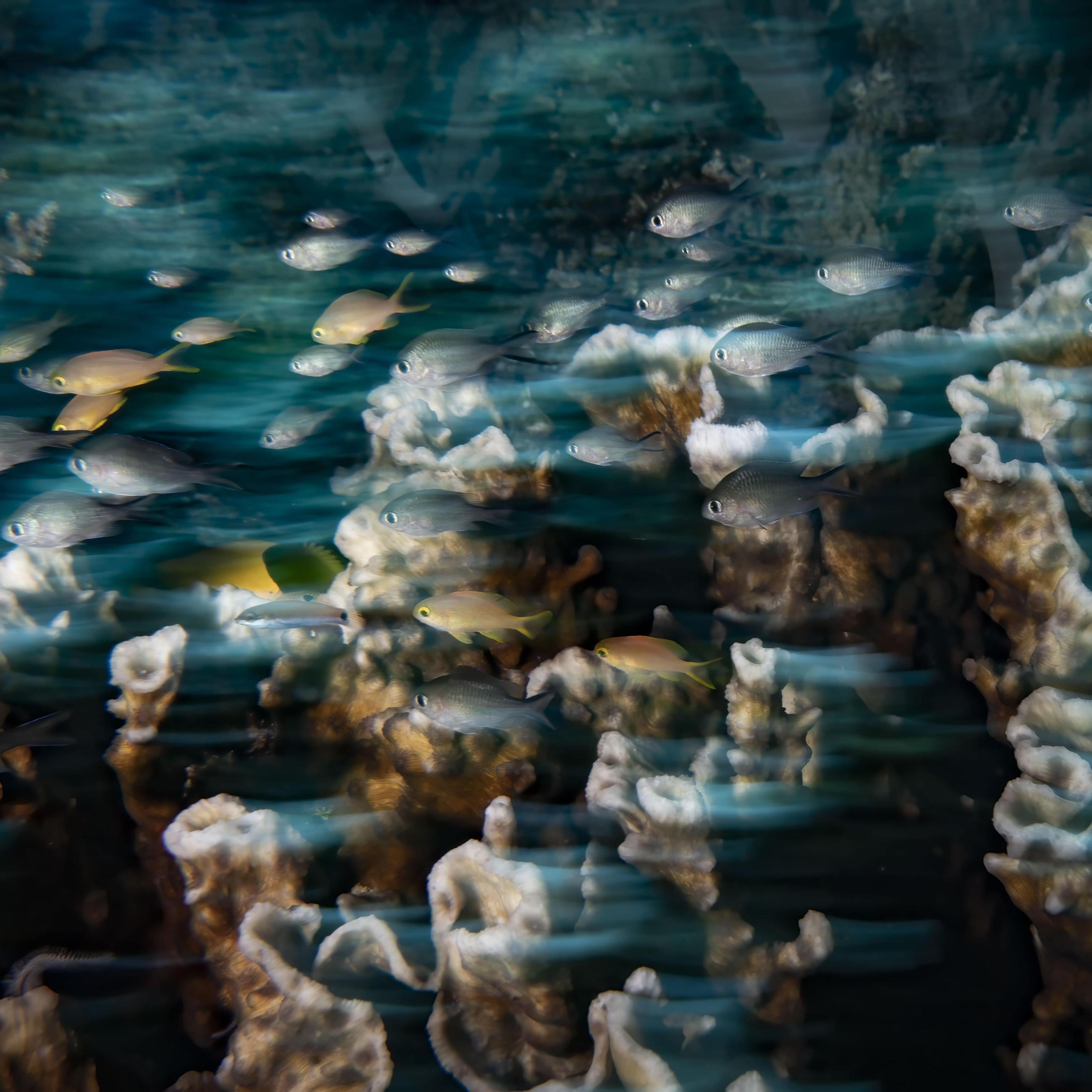 School of fish in ocean. Photo by Bing Lin