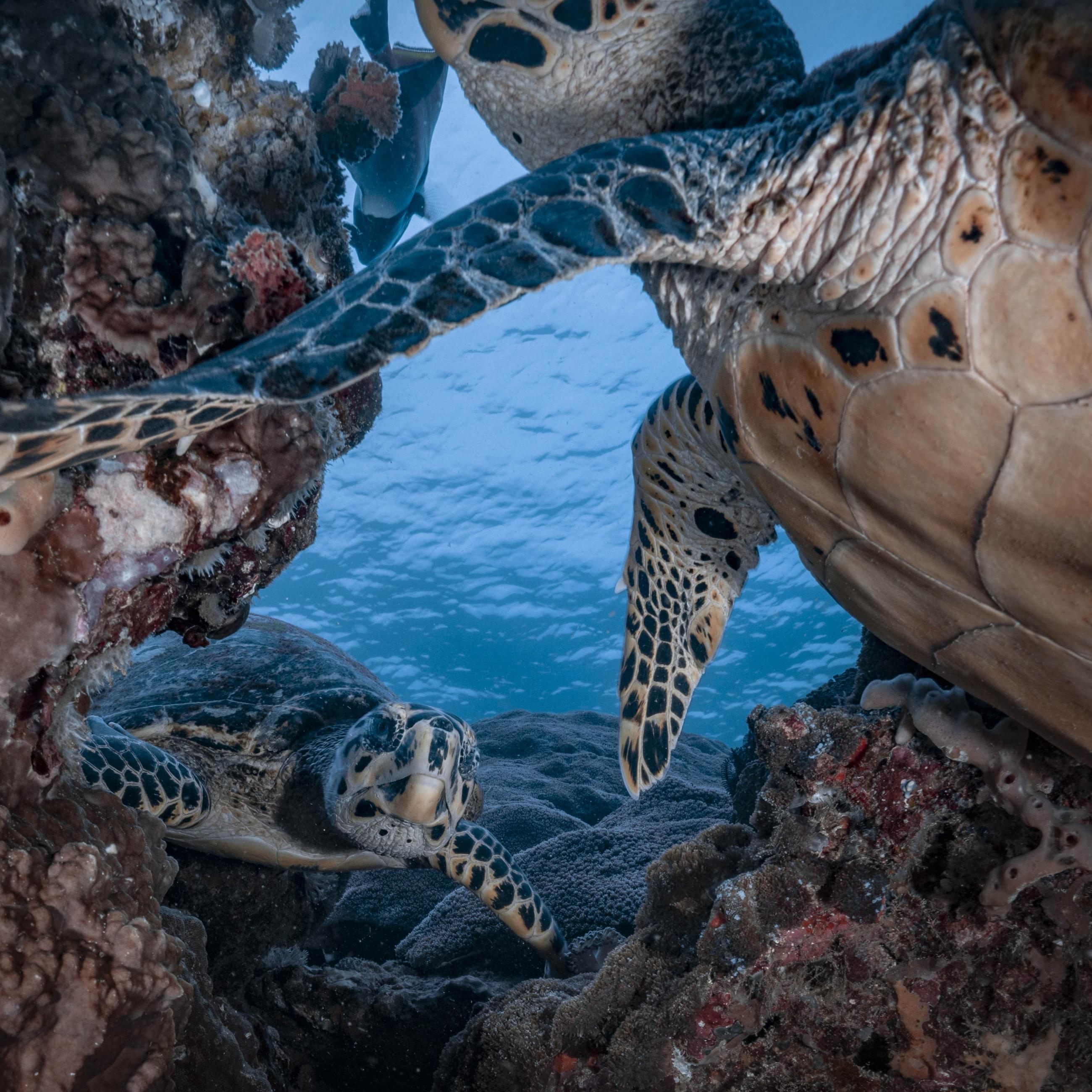 Marine life. Photo by Bing Lin