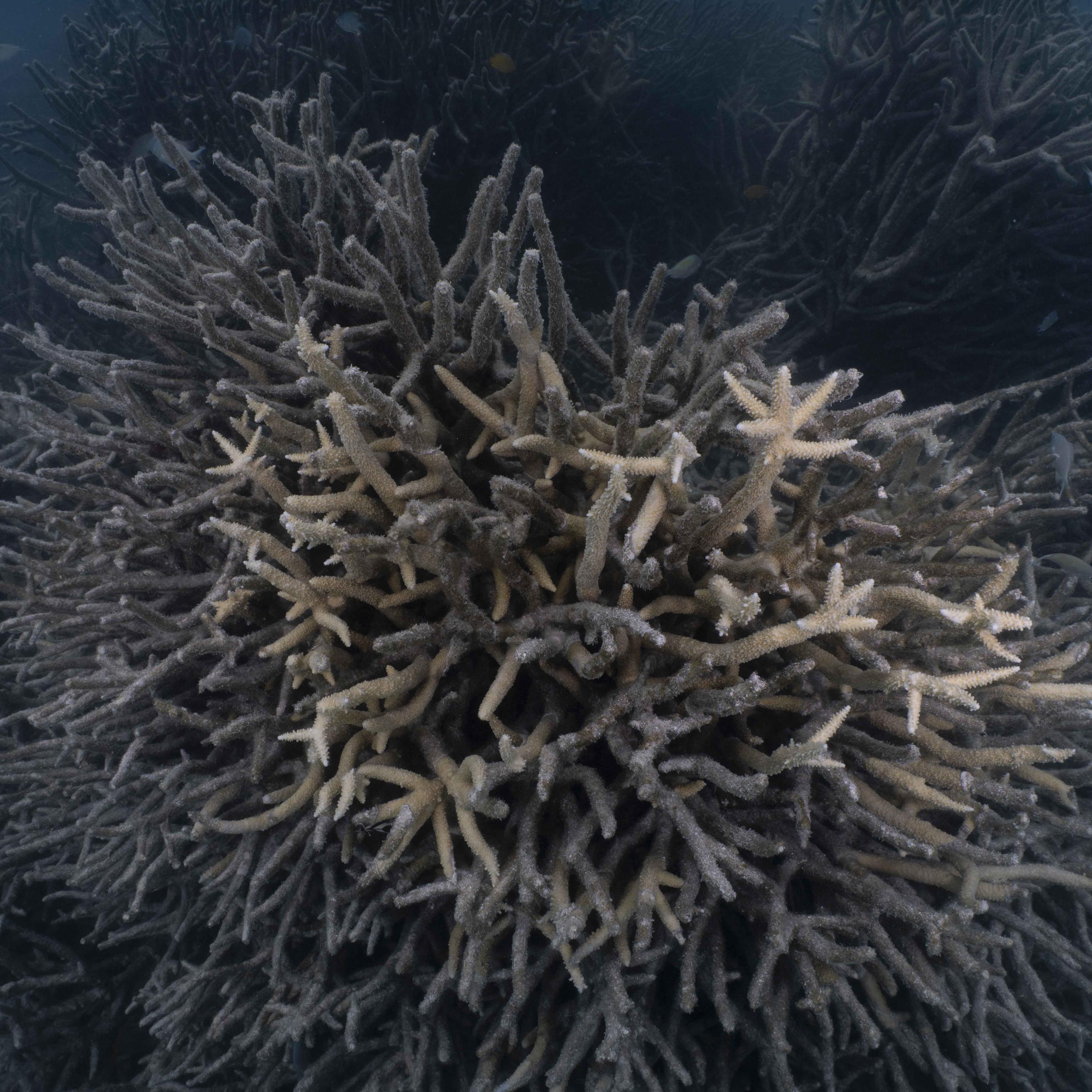 Coral in ocean. Photo by Bing Lin