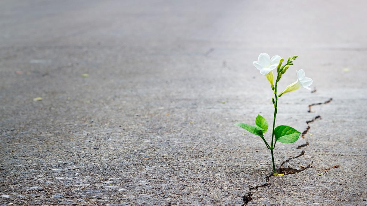 flower in crack of sidewalk