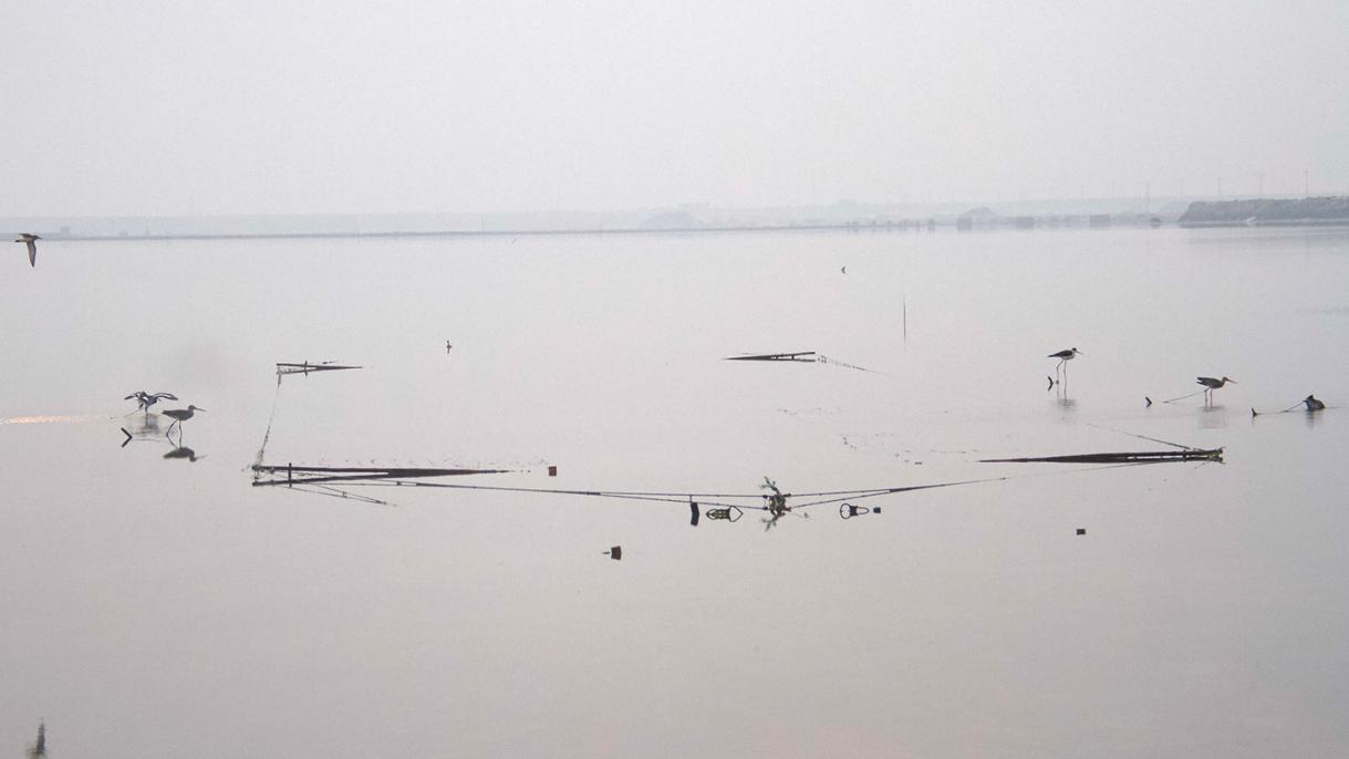 Clap nets that were used to trap shorebirds in Laizhou Bay, northern China. Photo by Dan Liang