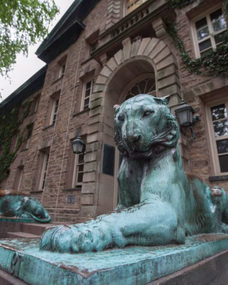 tiger in front of building